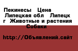 Пекинесы › Цена ­ 6 000 - Липецкая обл., Липецк г. Животные и растения » Собаки   